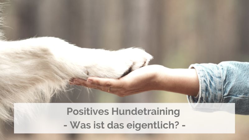 Positives Hundetraining – Was ist das eigentlich?