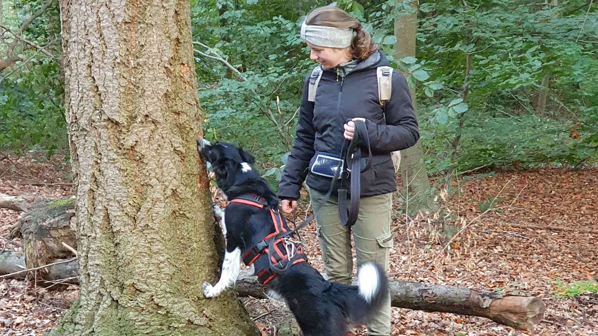 Hund sucht im Wald am Baum nach Leckerchen