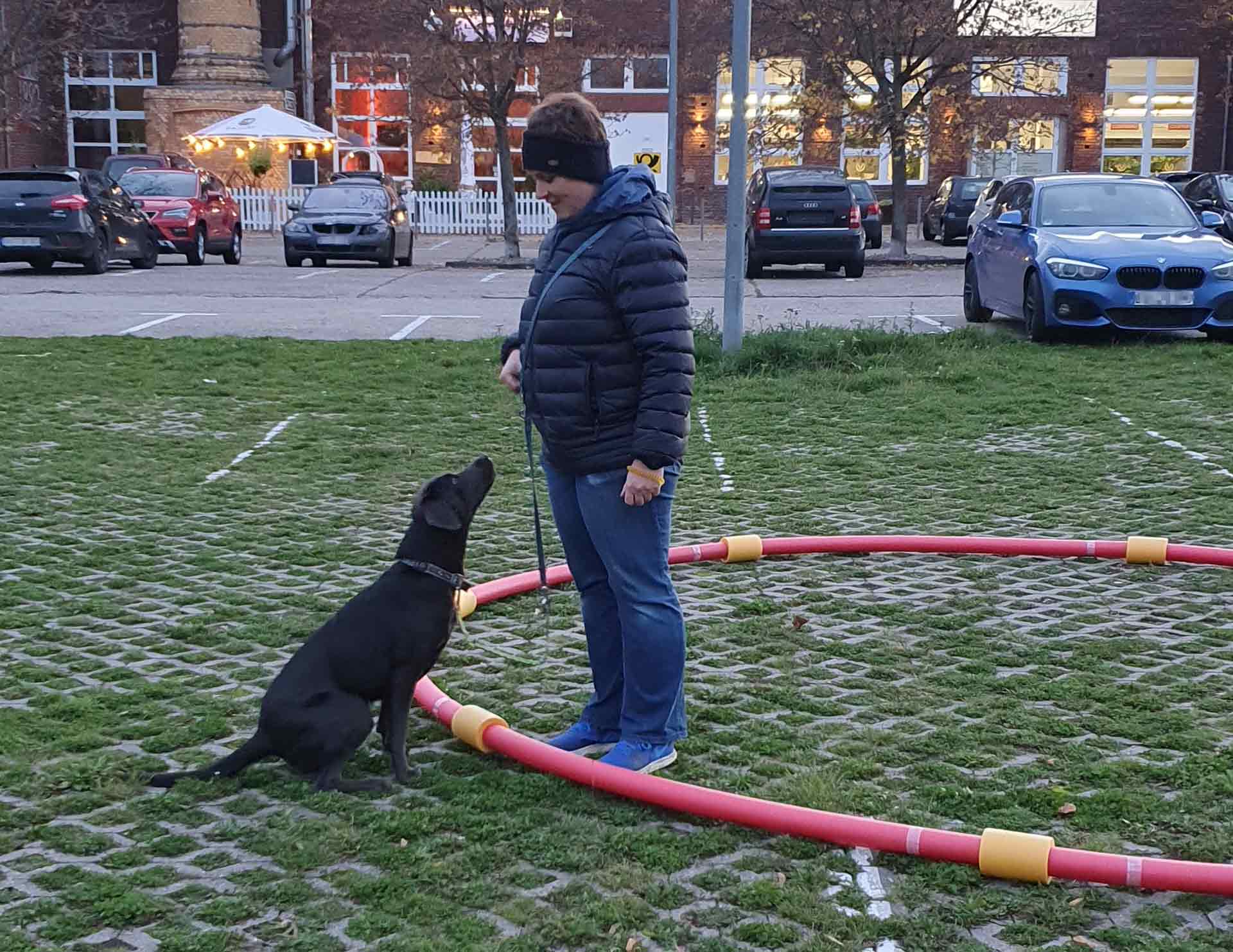 Hund und Mensch am Longierkreis