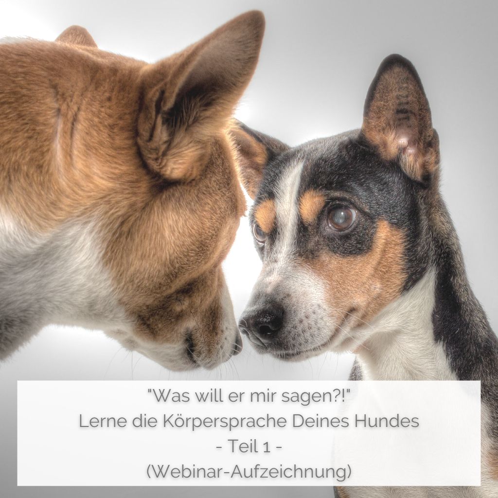 Was will er mir sagen?! - Lerne die Körpersprache Deines Hundes