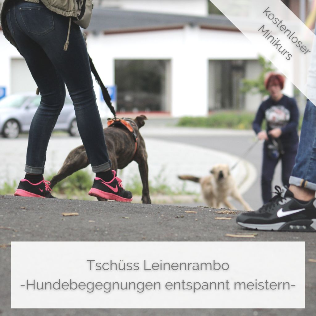 Tschüss Leinenrambo - Hundebegegnungen entspannt meistern, kostenloser Minikurs
